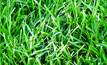 Lawn Care Services, Lawn Care Services, Lawn Care Service Minneapolis