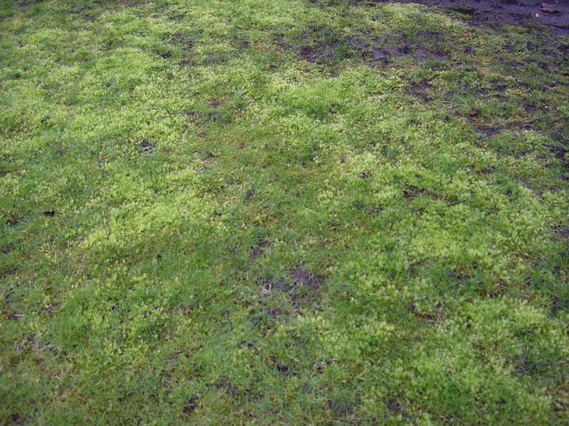 Moss Control, Moss Control, Lawn Care Service Minneapolis