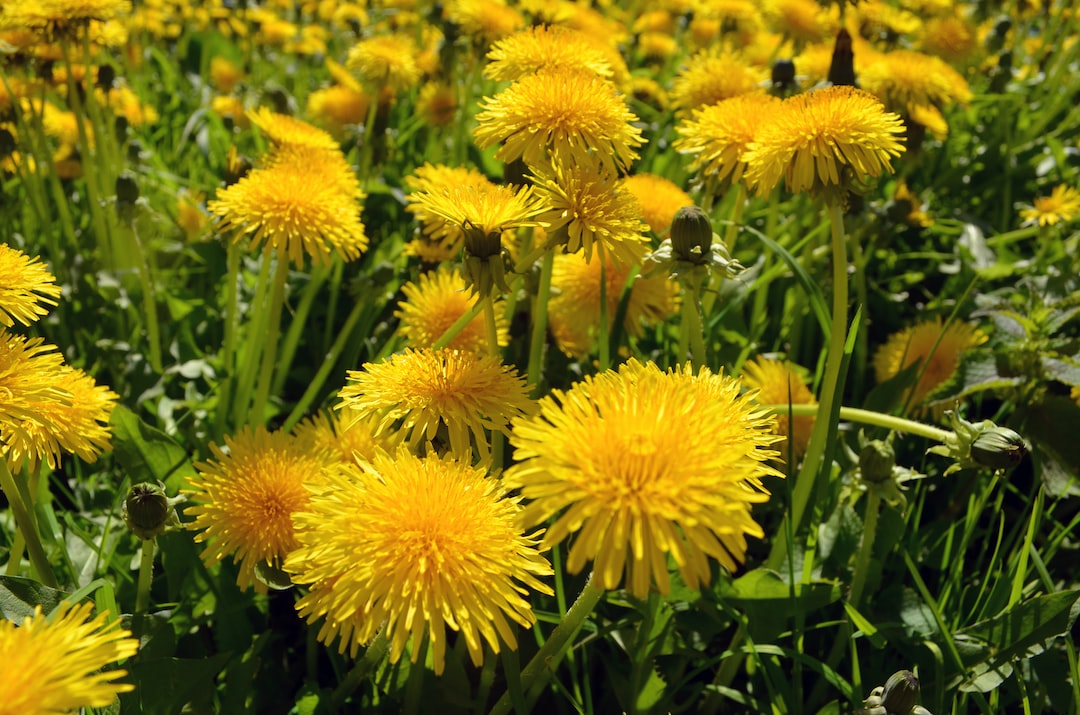 Minneapolis Lawn Care, Professional Minneapolis Lawn Care: Years Of Expertise, Lawn Care Service Minneapolis