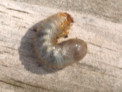 Introduction to Turf Pests. Insect damage on your lawn?