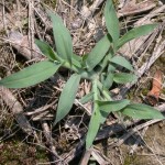 Crabgrass In Minneapolis
