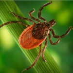 Ticks, Ants, Mosquitoes OH MY!