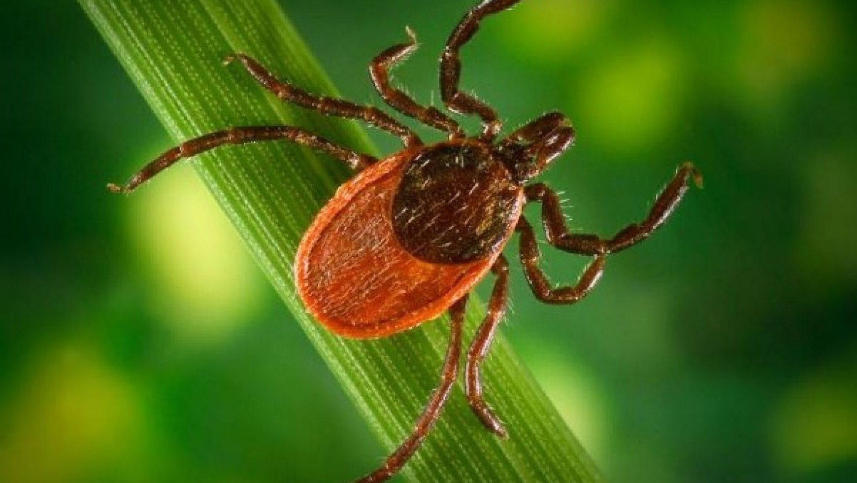 Ticks, Ants, Mosquitoes OH MY!