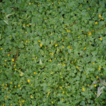 Got Weeds? Combating Weeds in your Minnesota Lawn!
