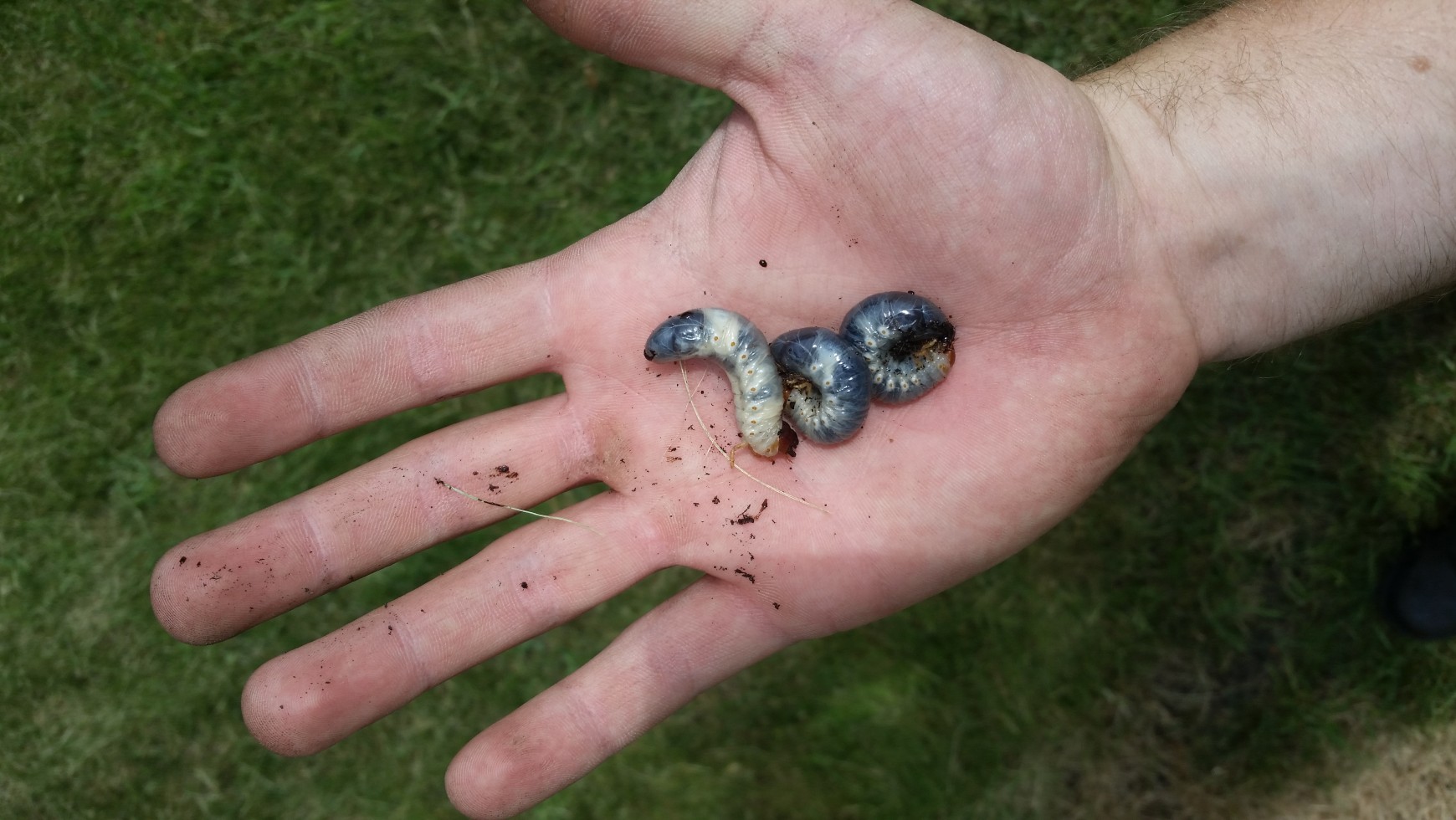 What are White Grubs?