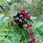 Japanese Beetles in Minnesota