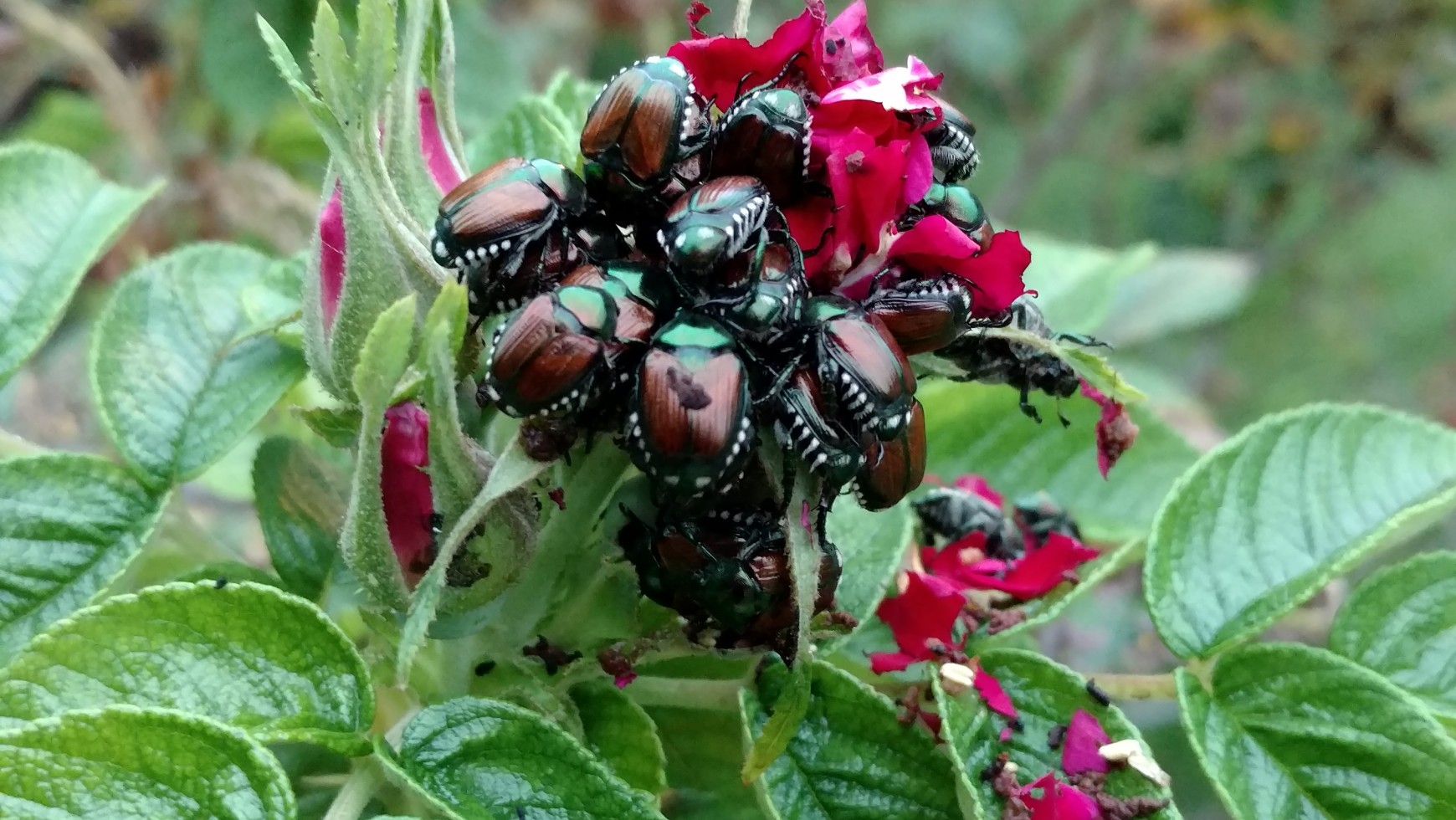 Japanese Beetles in Minnesota