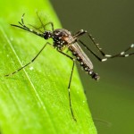 Mosquito Control Minneapolis – How To Get Rid Of Them
