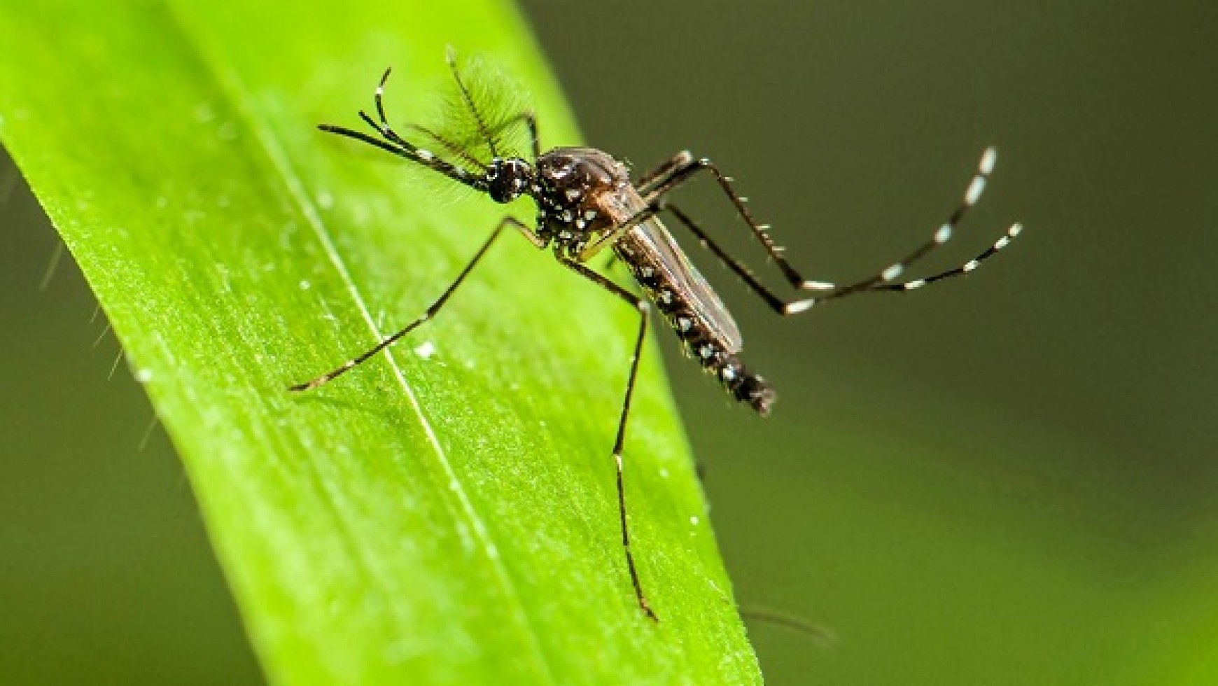 Mosquito Control Minneapolis – How To Get Rid Of Them